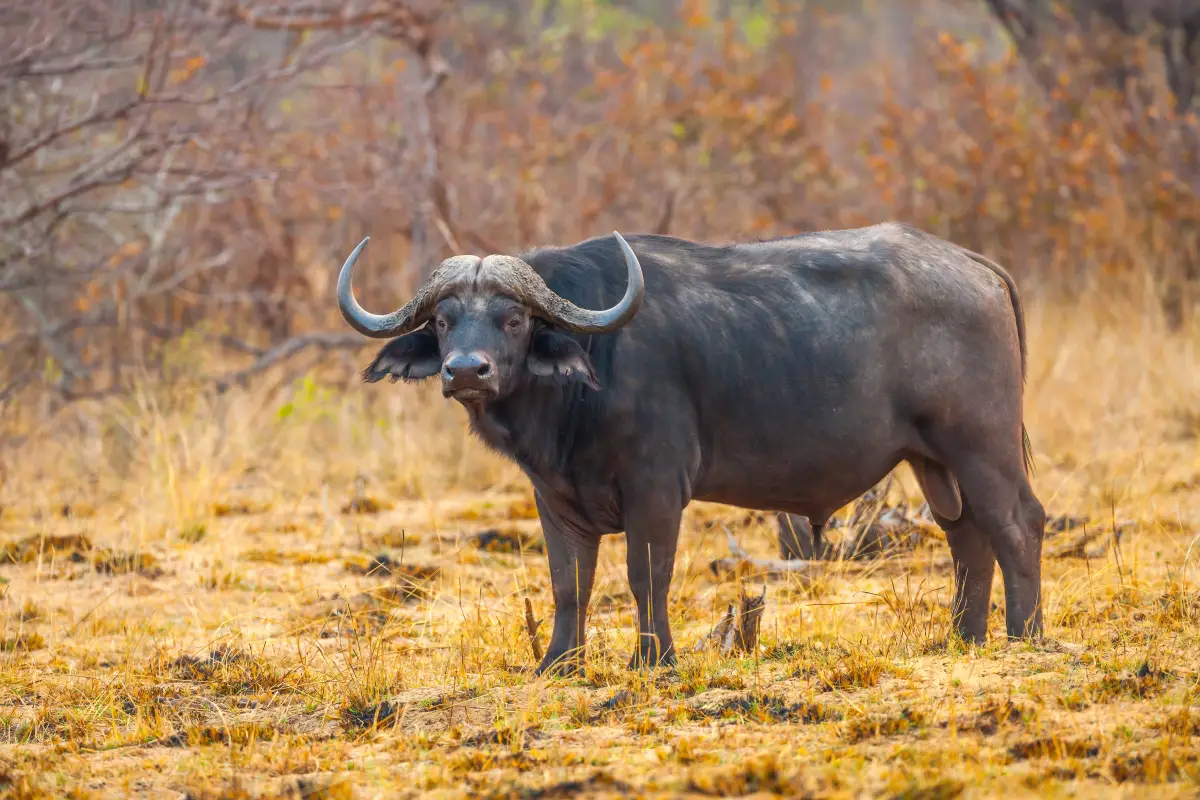 Big five buffel