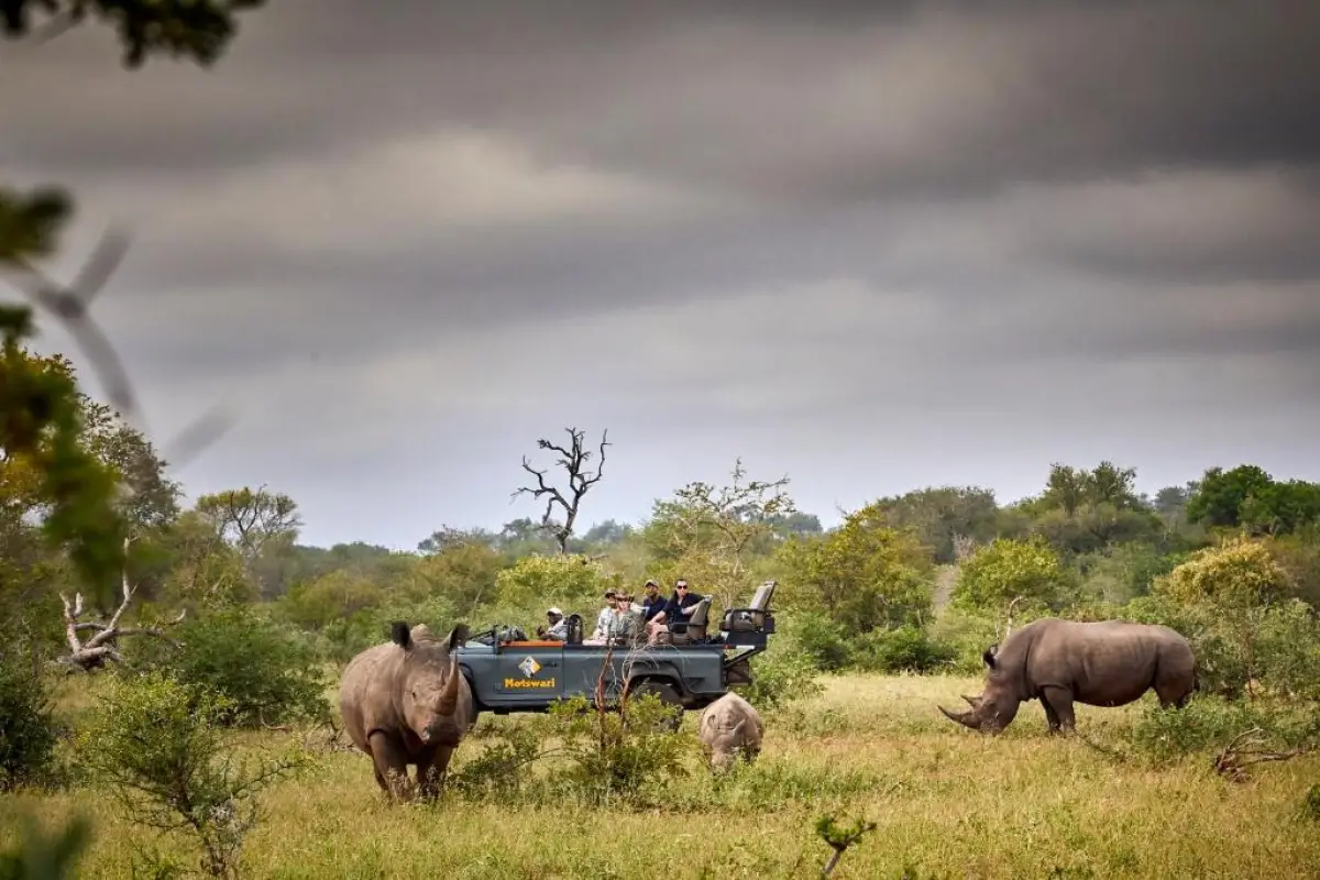 Big five neushoorn