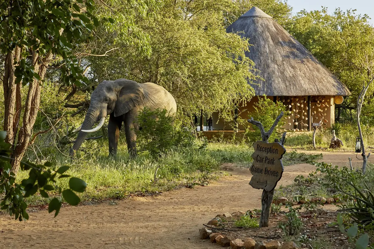 Big five olifant