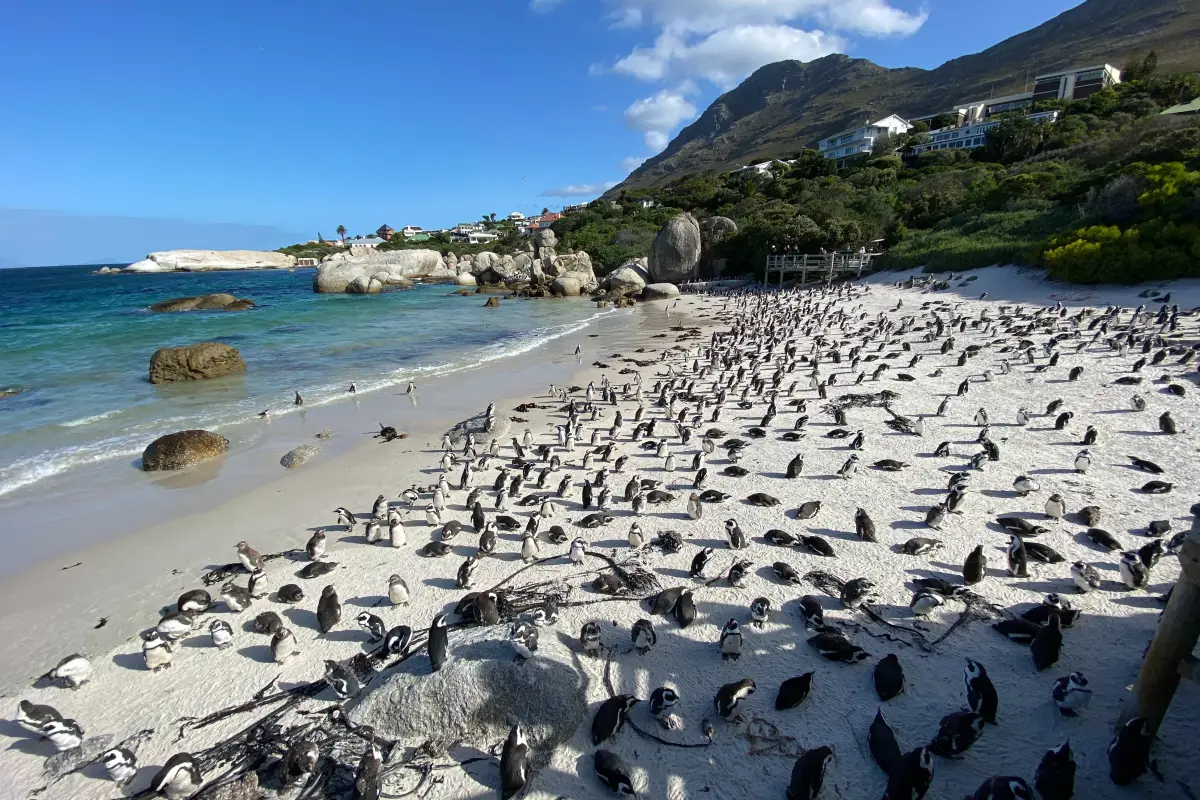 Cape point Zuid-Afrika