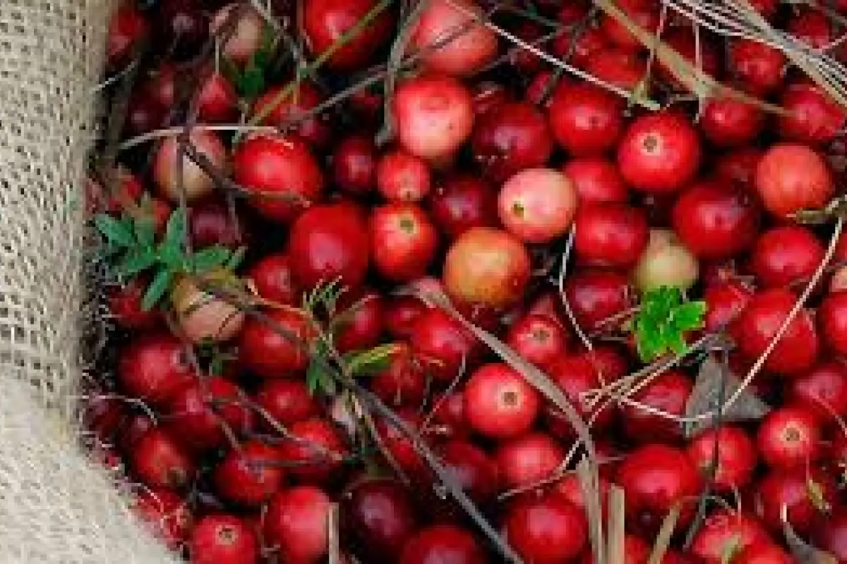 Eilandproeverij cranberry