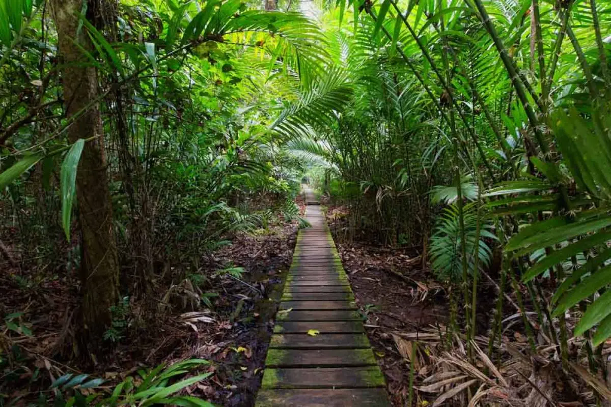 jungle pad maleisie