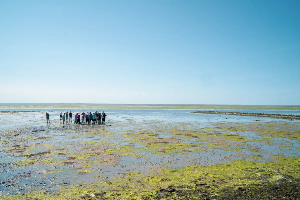 Wad excursie Vlieland