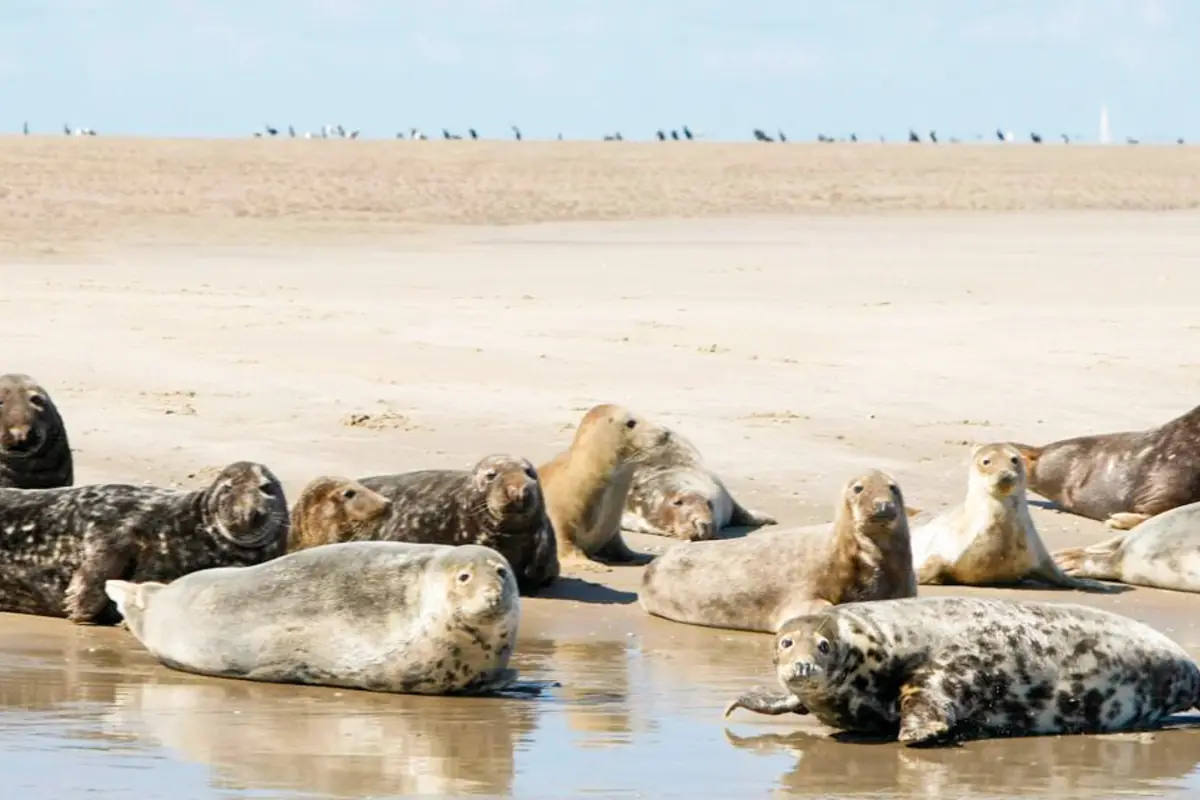 Zeehonden Vlieland